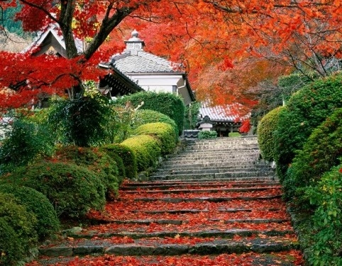 Mùa thu Nhật Bản với vẻ đẹp cùng những lễ hội mang đậm bản sắc